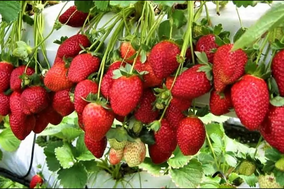 Fresh Strawberries  